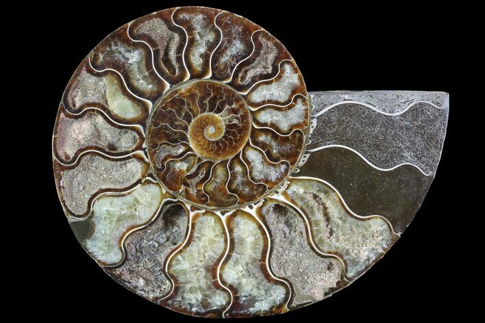 Agatized Ammonite Fossil (Half) - Agatized #91167